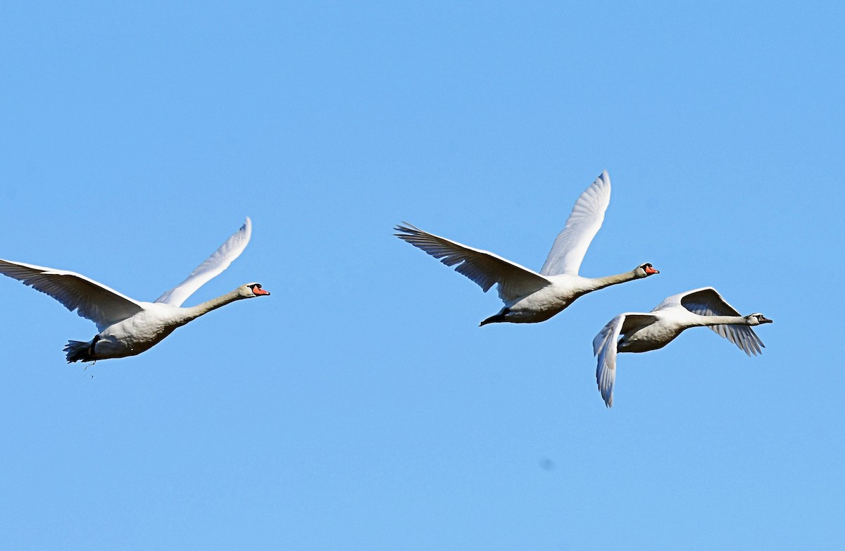 Tundra Swan - Scott Glenn