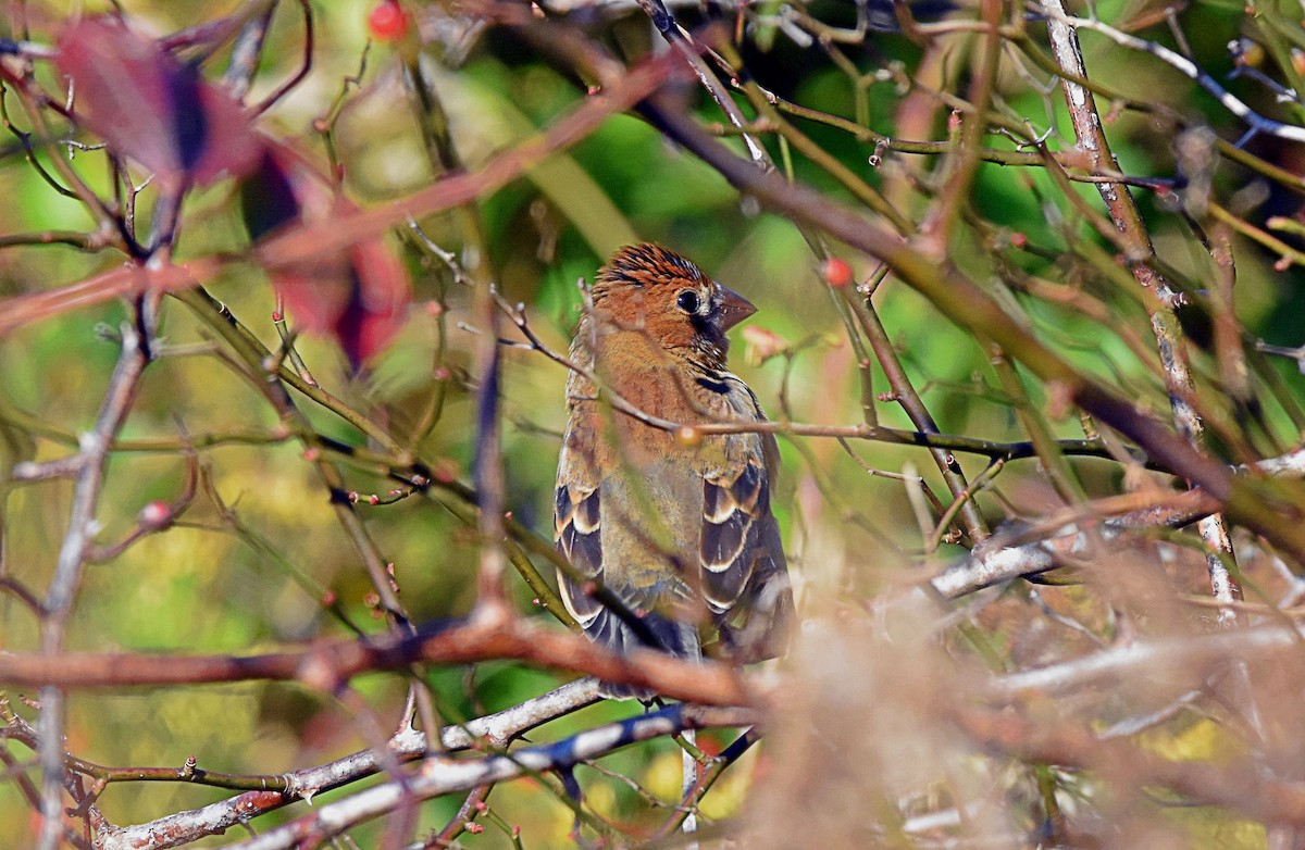 Blue Grosbeak - ML186003481