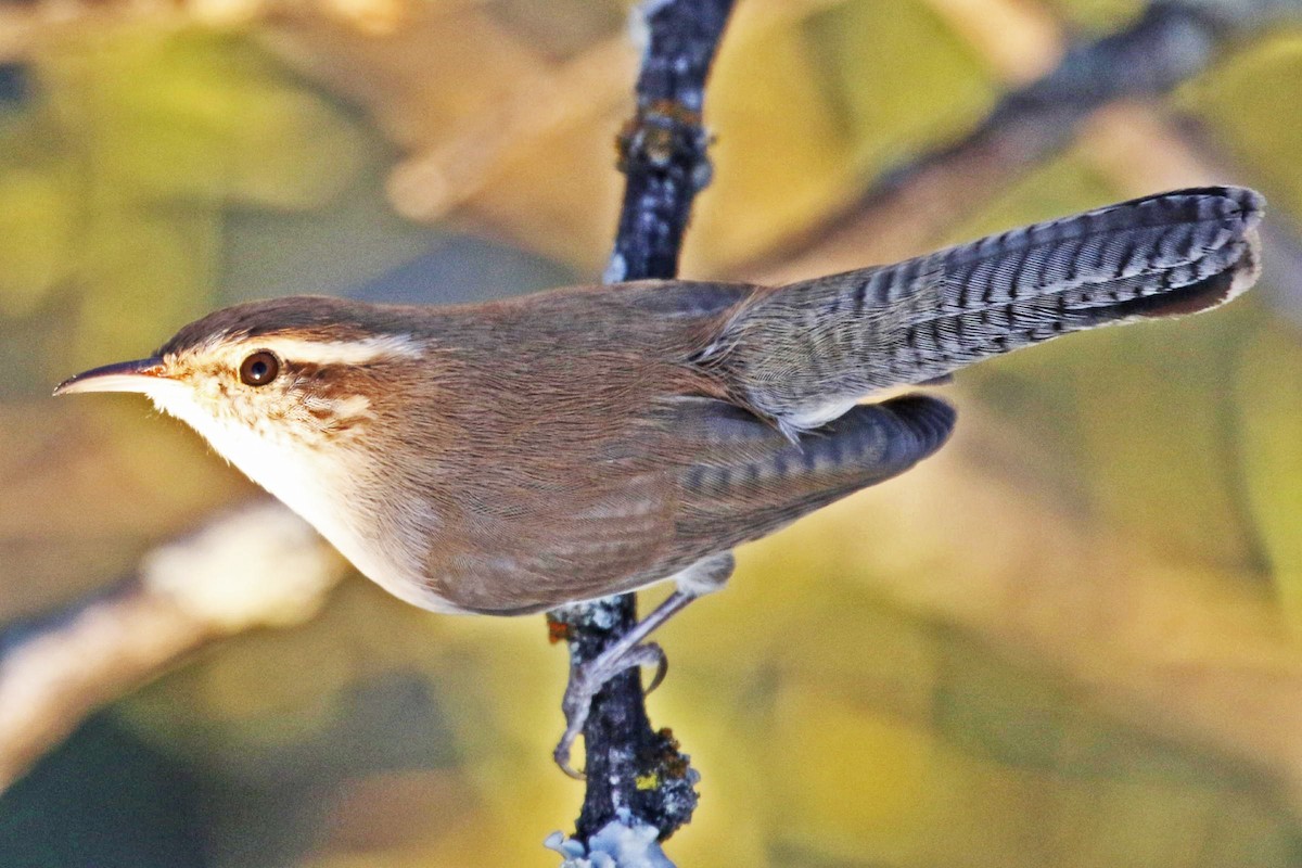 Buschzaunkönig - ML186005561