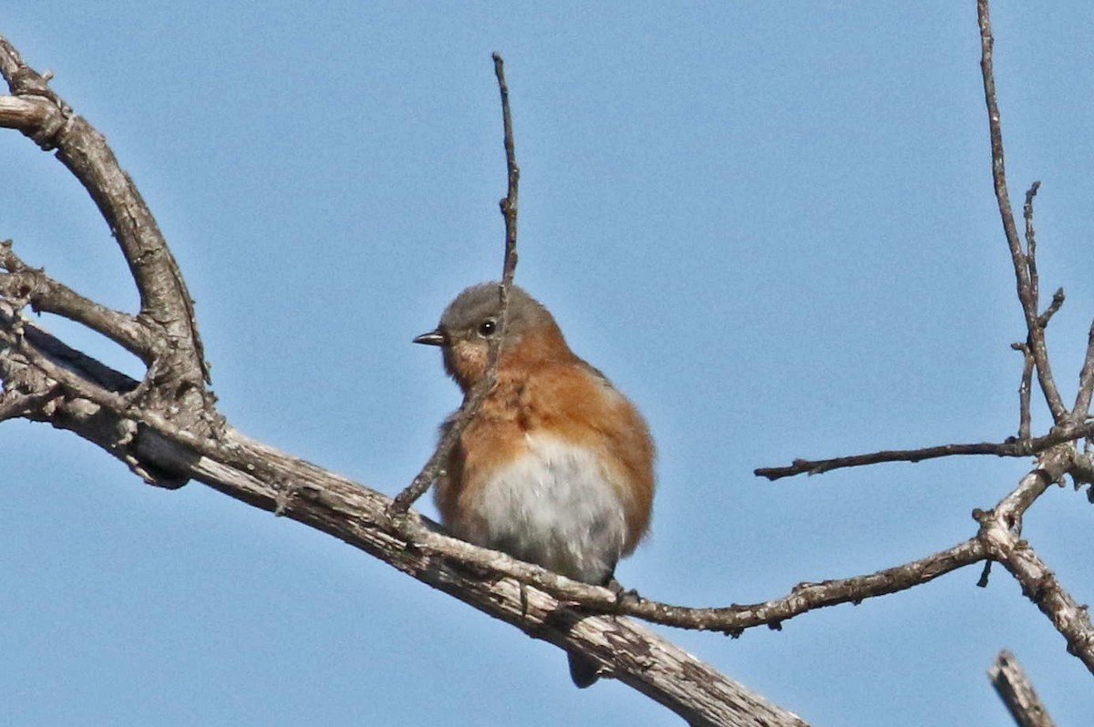 Eastern Bluebird - ML186005631