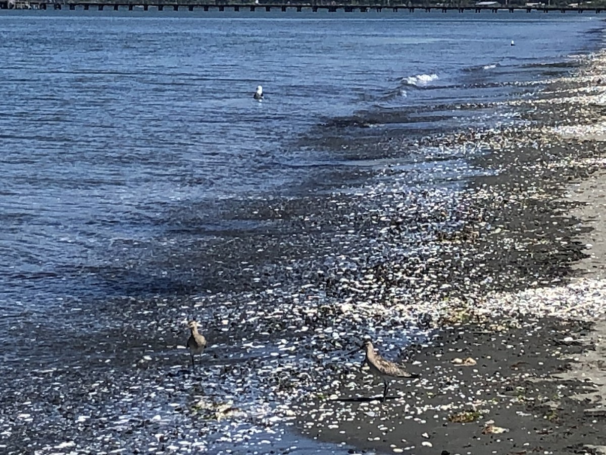 Bar-tailed Godwit - ML186005711