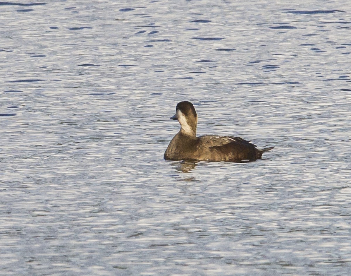 Black Scoter - ML186005991
