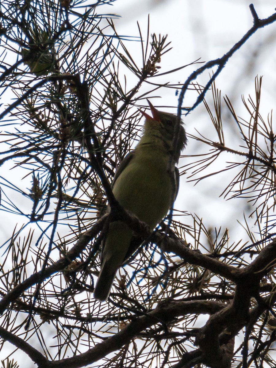 Icterine Warbler - ML186007271