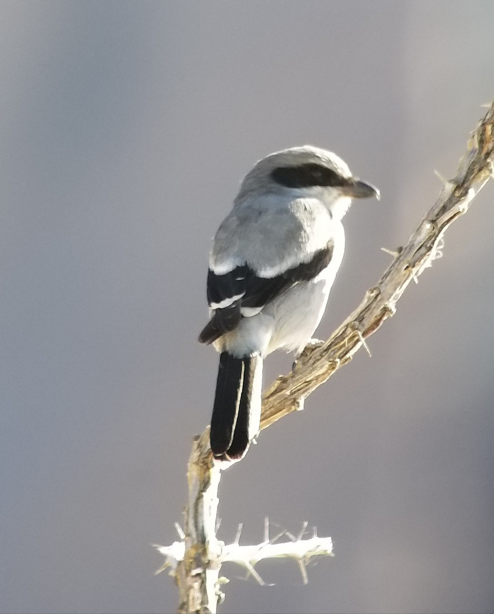 Loggerhead Shrike - ML186007641