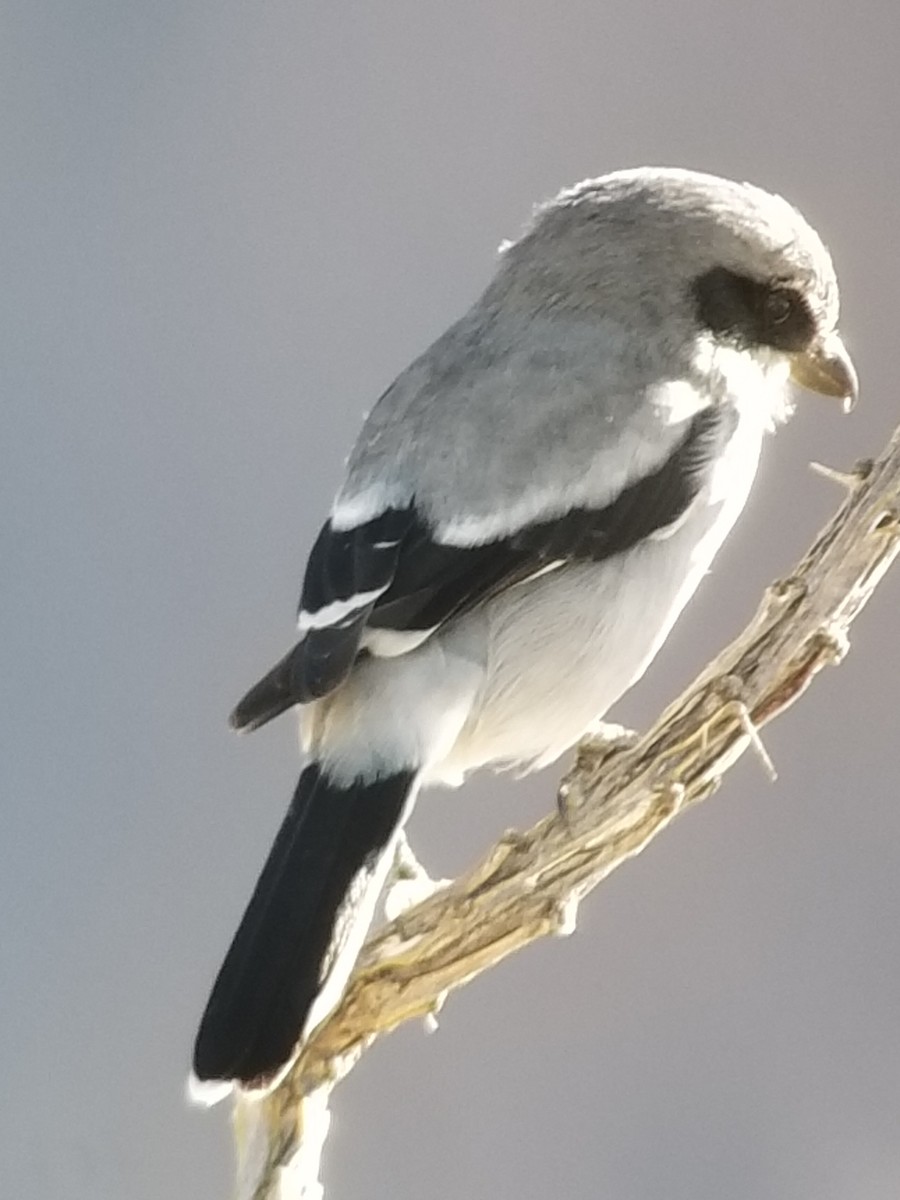 Loggerhead Shrike - Donald Pendleton