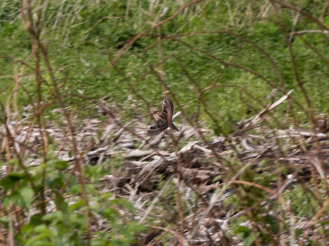 Great Snipe - ML186009041