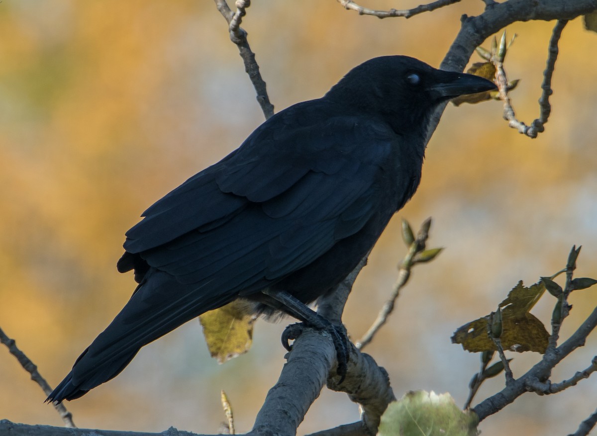 American Crow - ML186009131