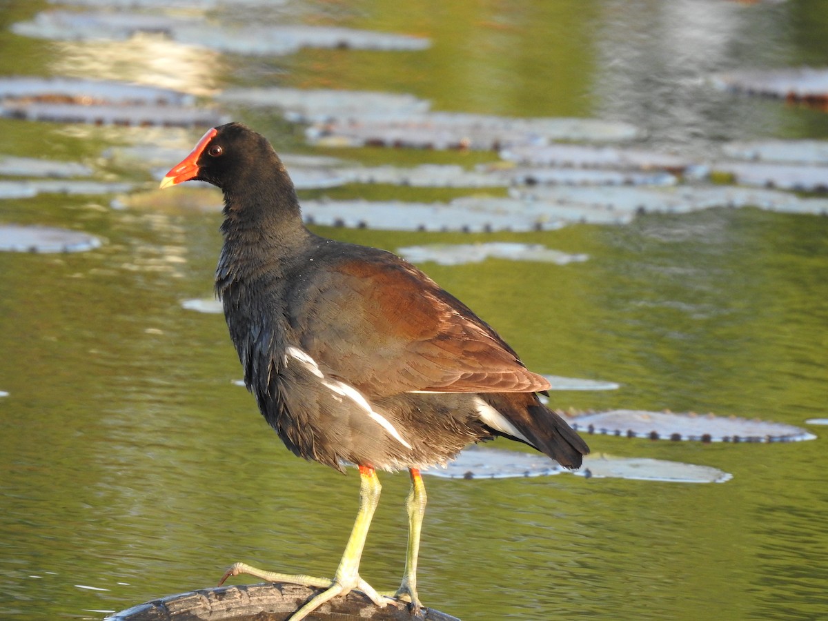 Common Gallinule - ML186009421