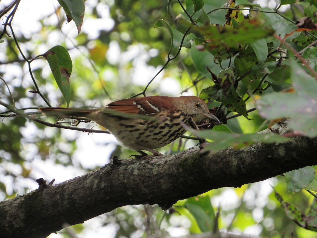 Brown Thrasher - ML186011801