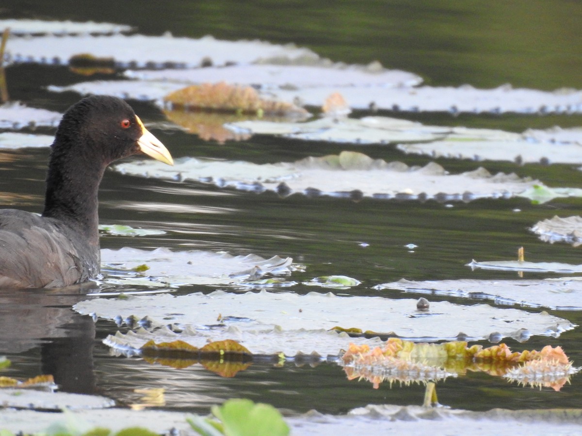 White-winged Coot - Viviana Giqueaux