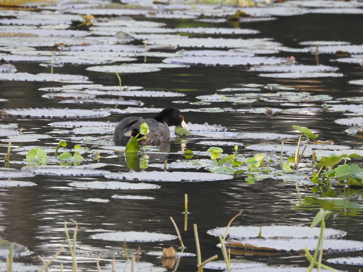 White-winged Coot - Viviana Giqueaux