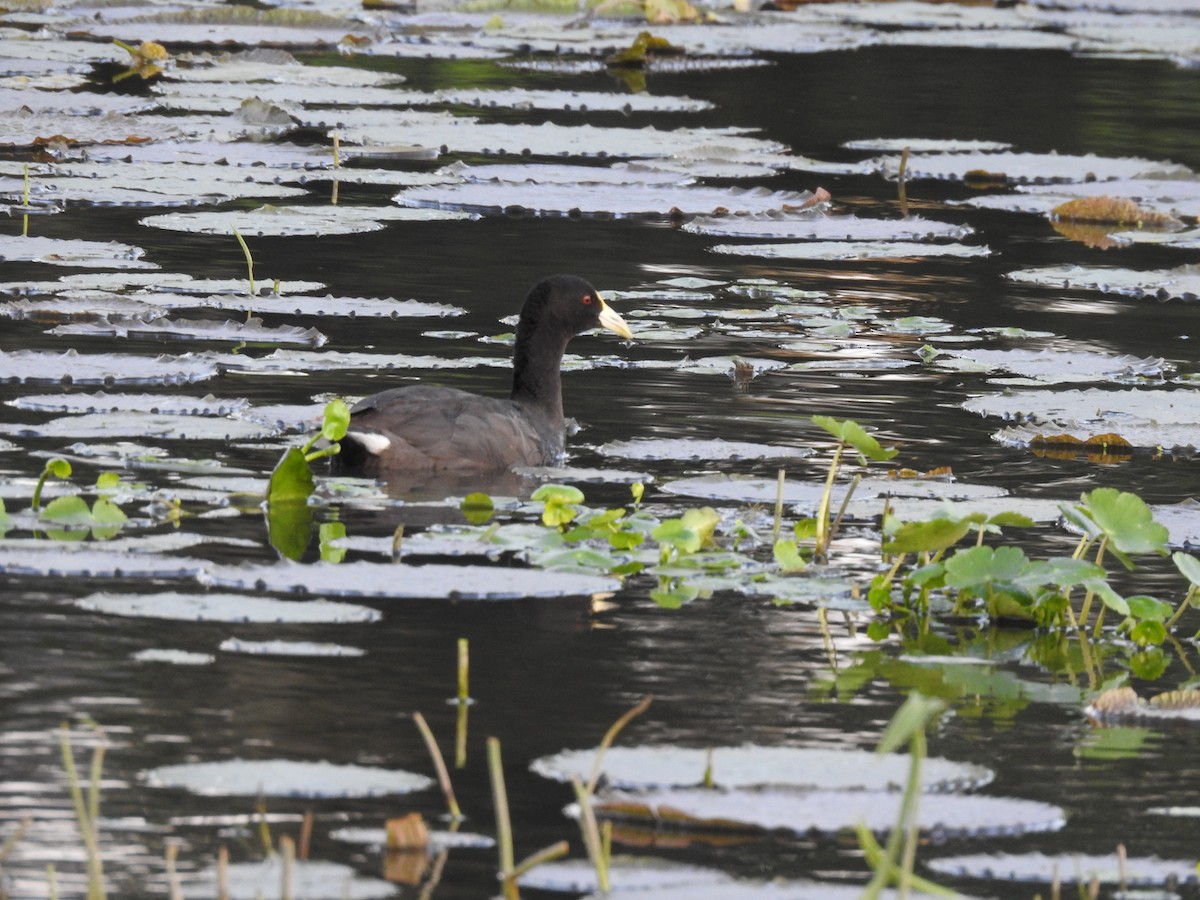 White-winged Coot - ML186012441