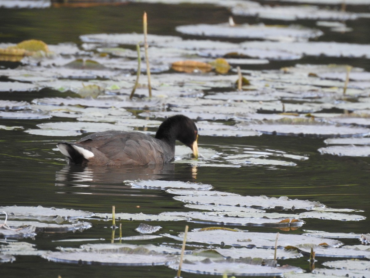 White-winged Coot - Viviana Giqueaux