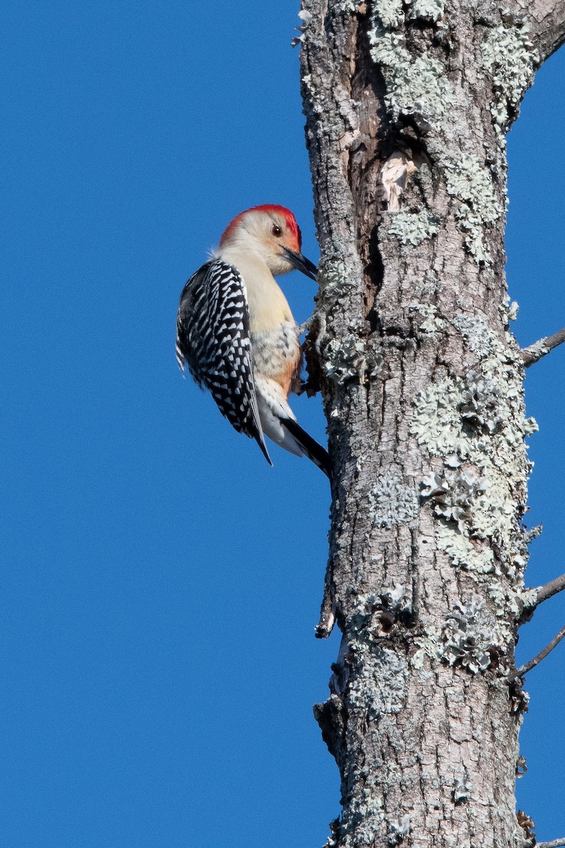 Red-bellied Woodpecker - Candice Lowther