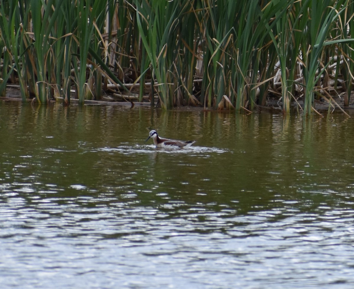 Wilson's Phalarope - ML186013871