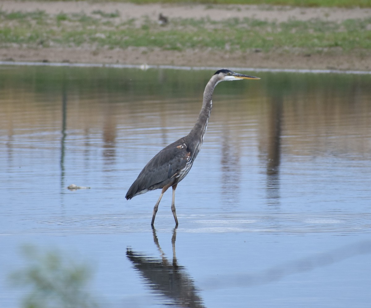 Great Blue Heron - ML186013921