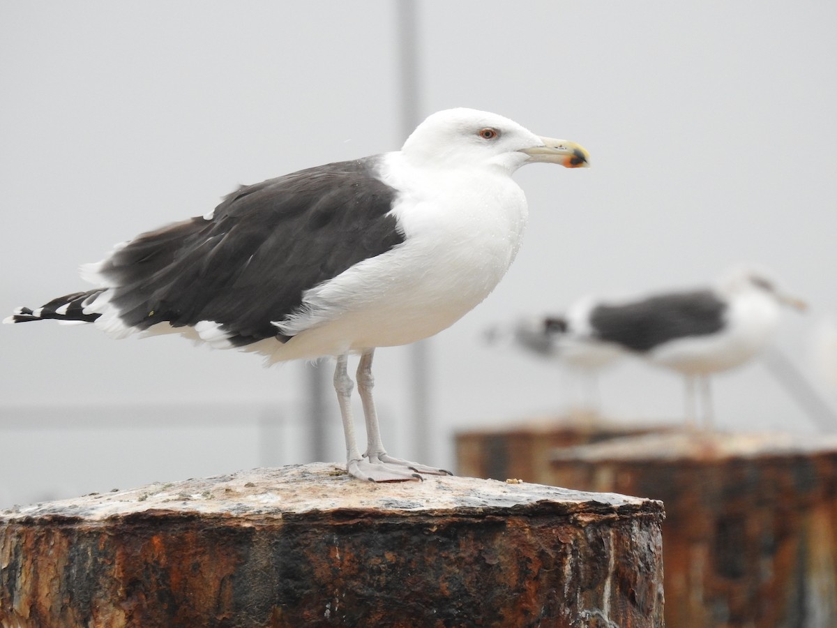 Great Black-backed Gull - Hélio Batista