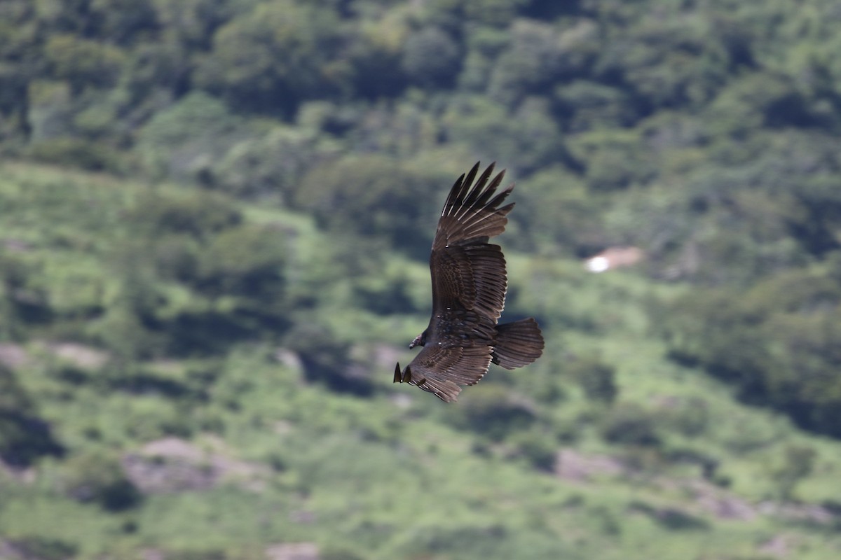 Turkey Vulture - John van Dort