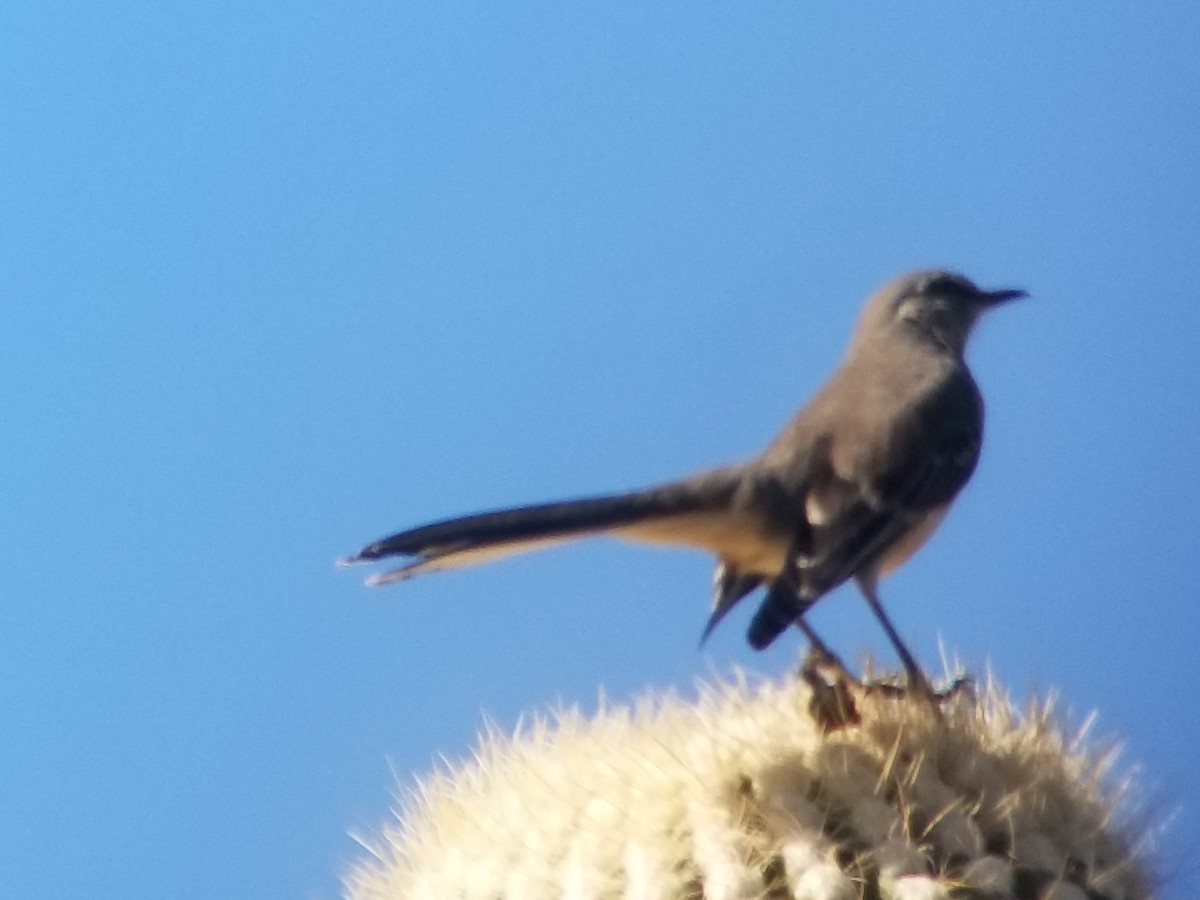 Northern Mockingbird - ML186015081