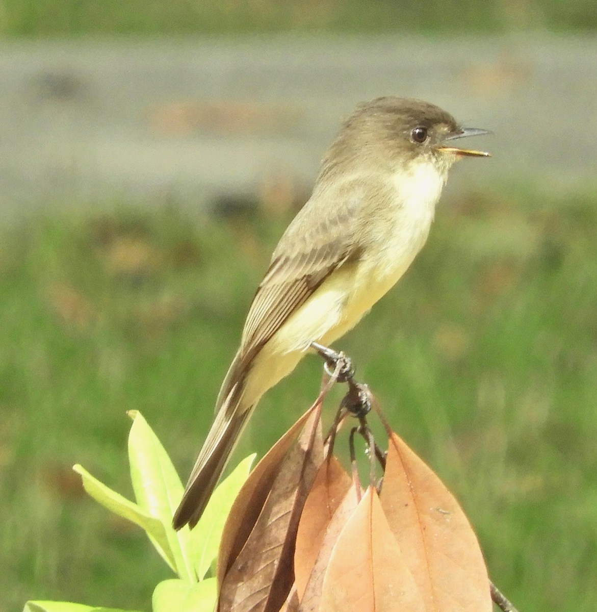 Eastern Phoebe - ML186015471