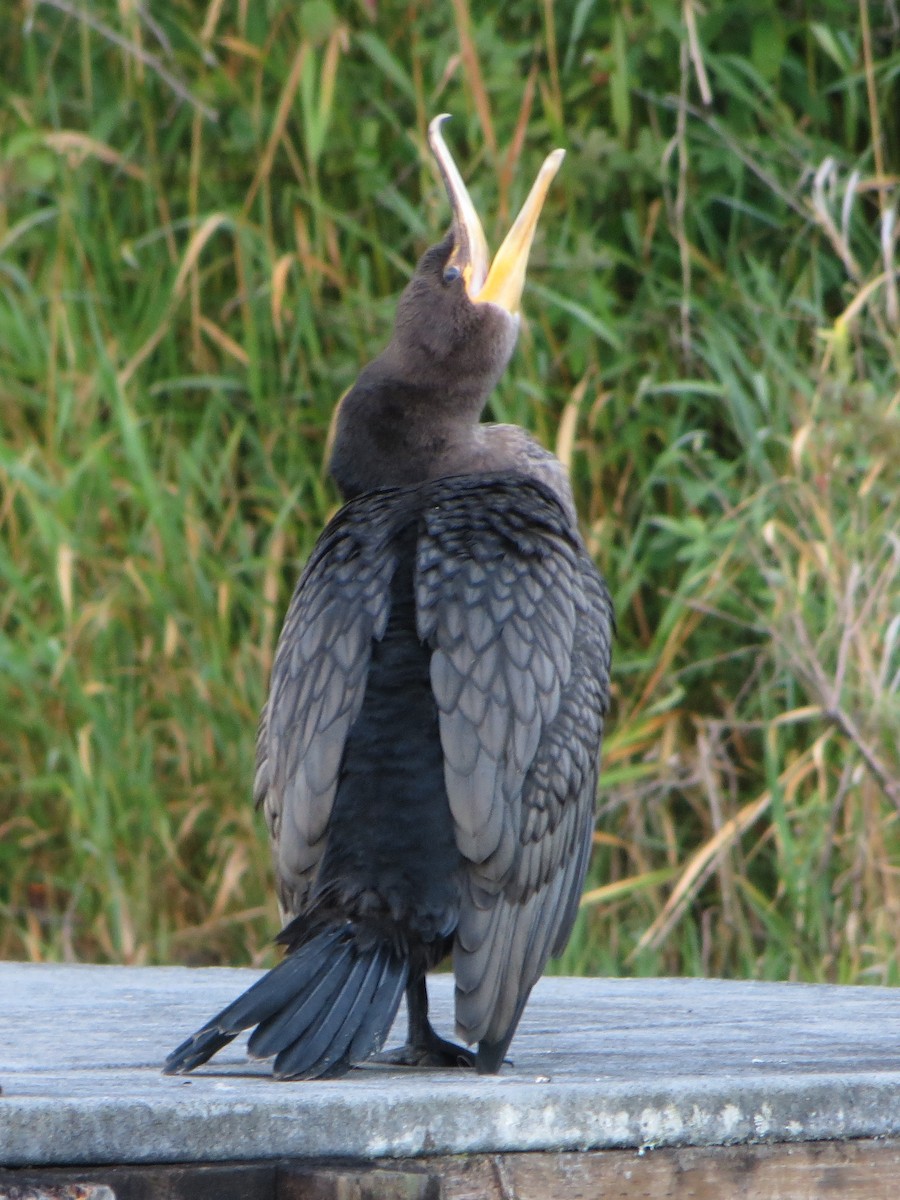 Double-crested Cormorant - ML186015501