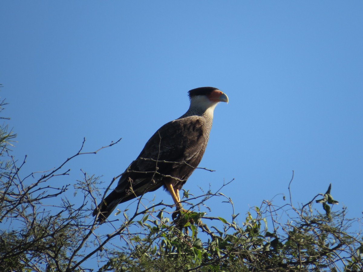 Crested Caracara (Southern) - ML186016091