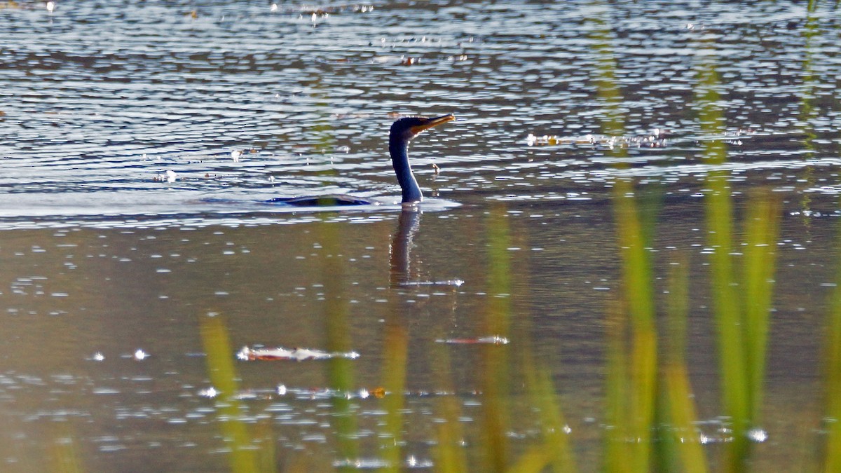 Double-crested Cormorant - ML186016251