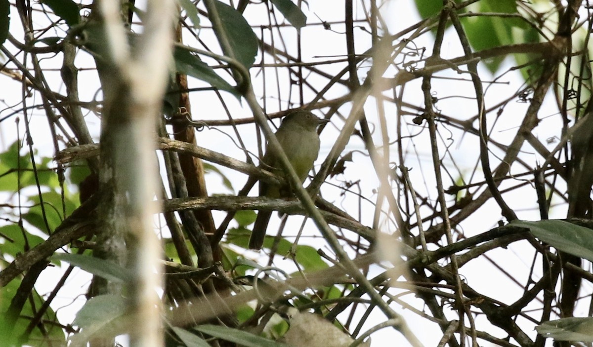 Manakin à ventre jaune - ML186016381