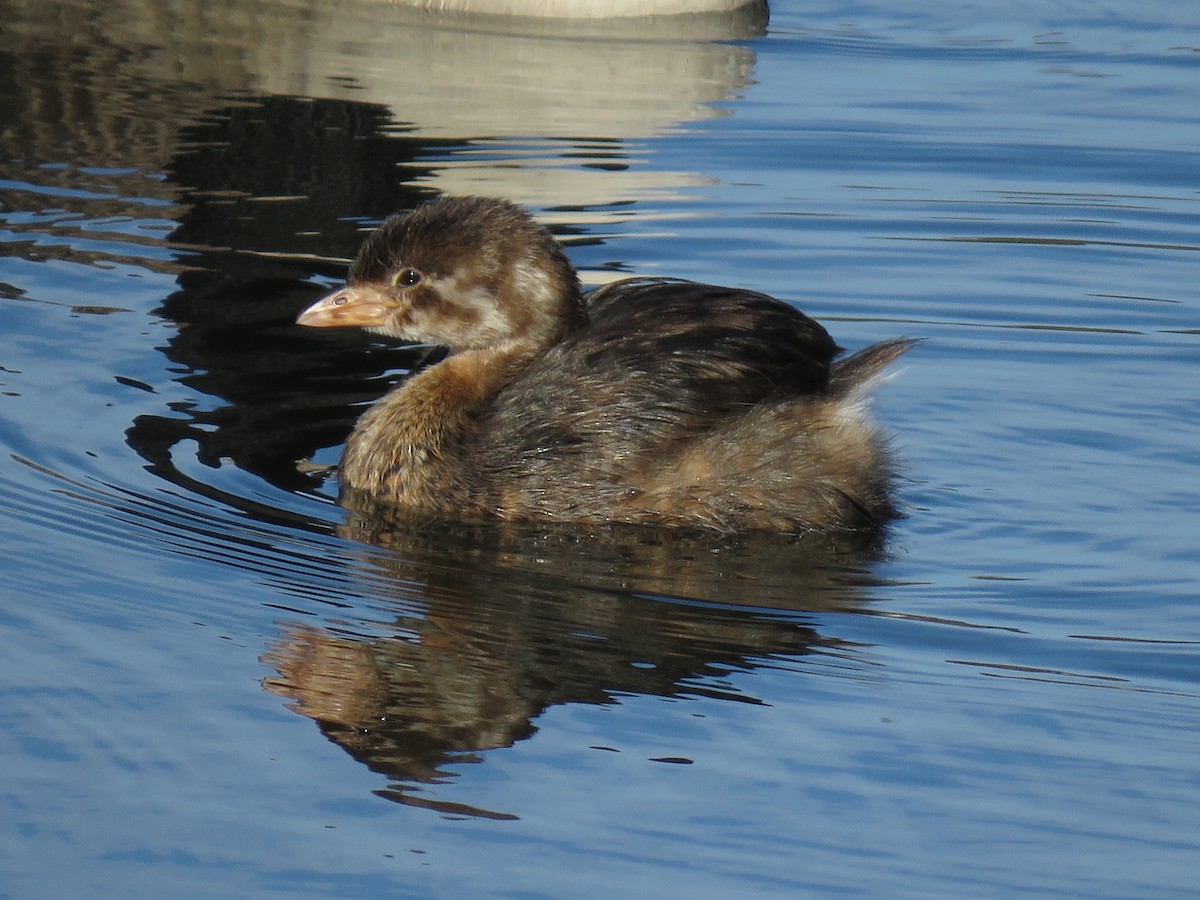 Pied-billed Grebe - ML186016541