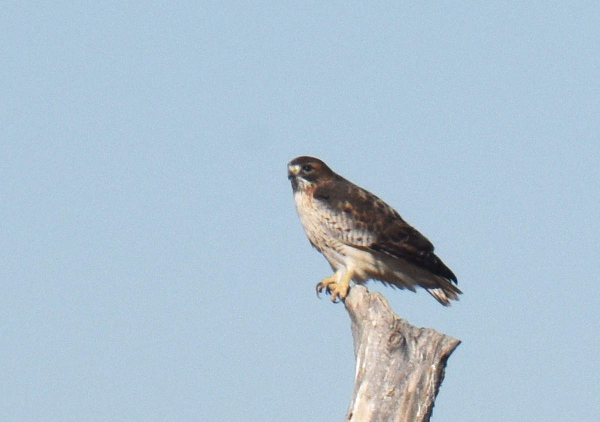 Red-tailed Hawk - ML186016661