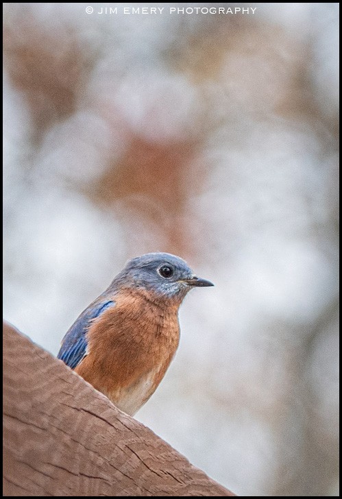 østblåfugl - ML186017251