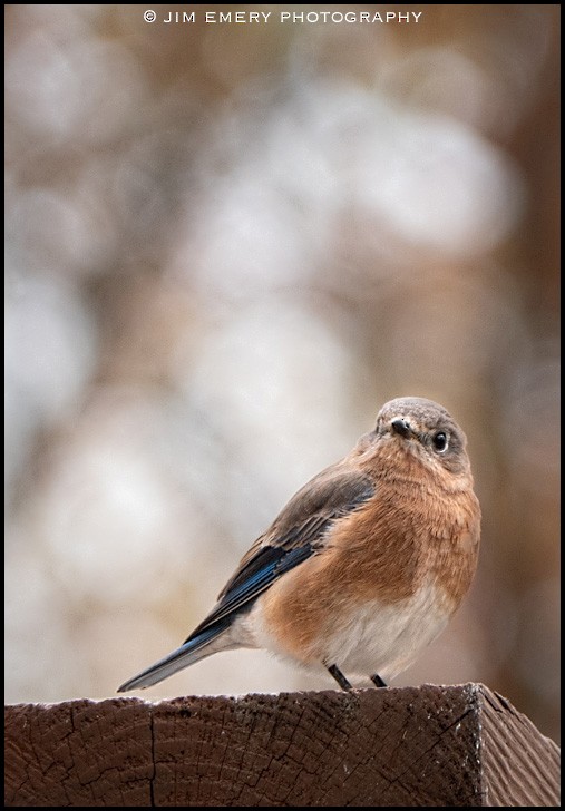 østblåfugl - ML186017261