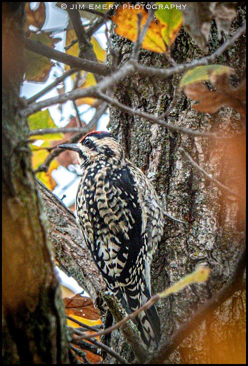 kanadasevjespett - ML186017301