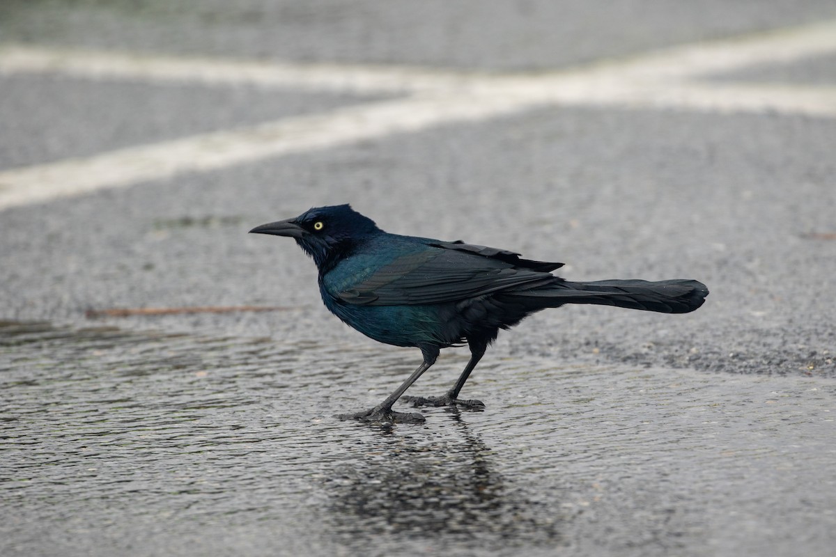 Boat-tailed Grackle - Philip Kline