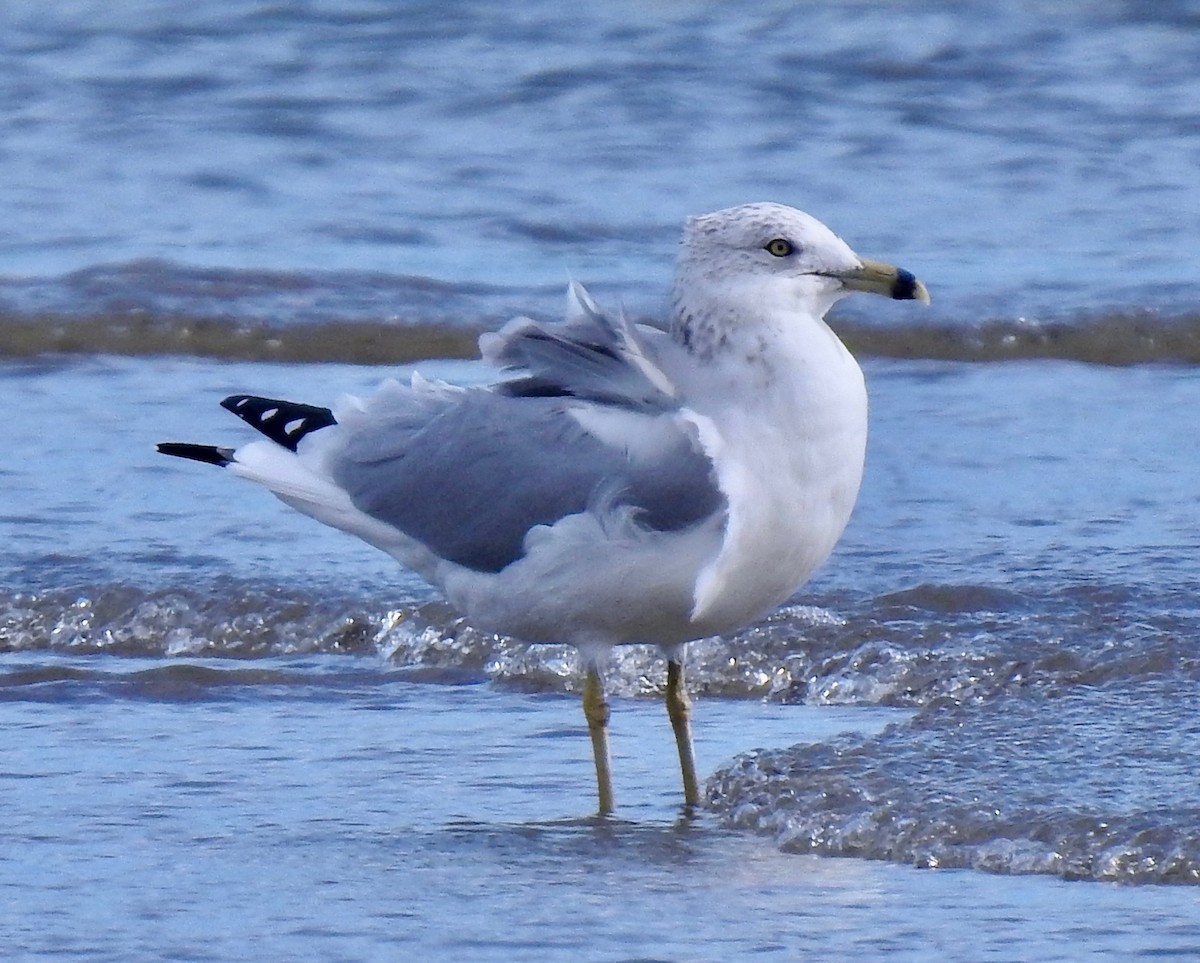 Ring-billed Gull - Van Remsen