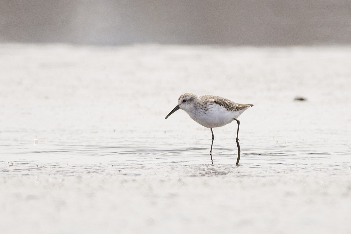 Western Sandpiper - ML186019771