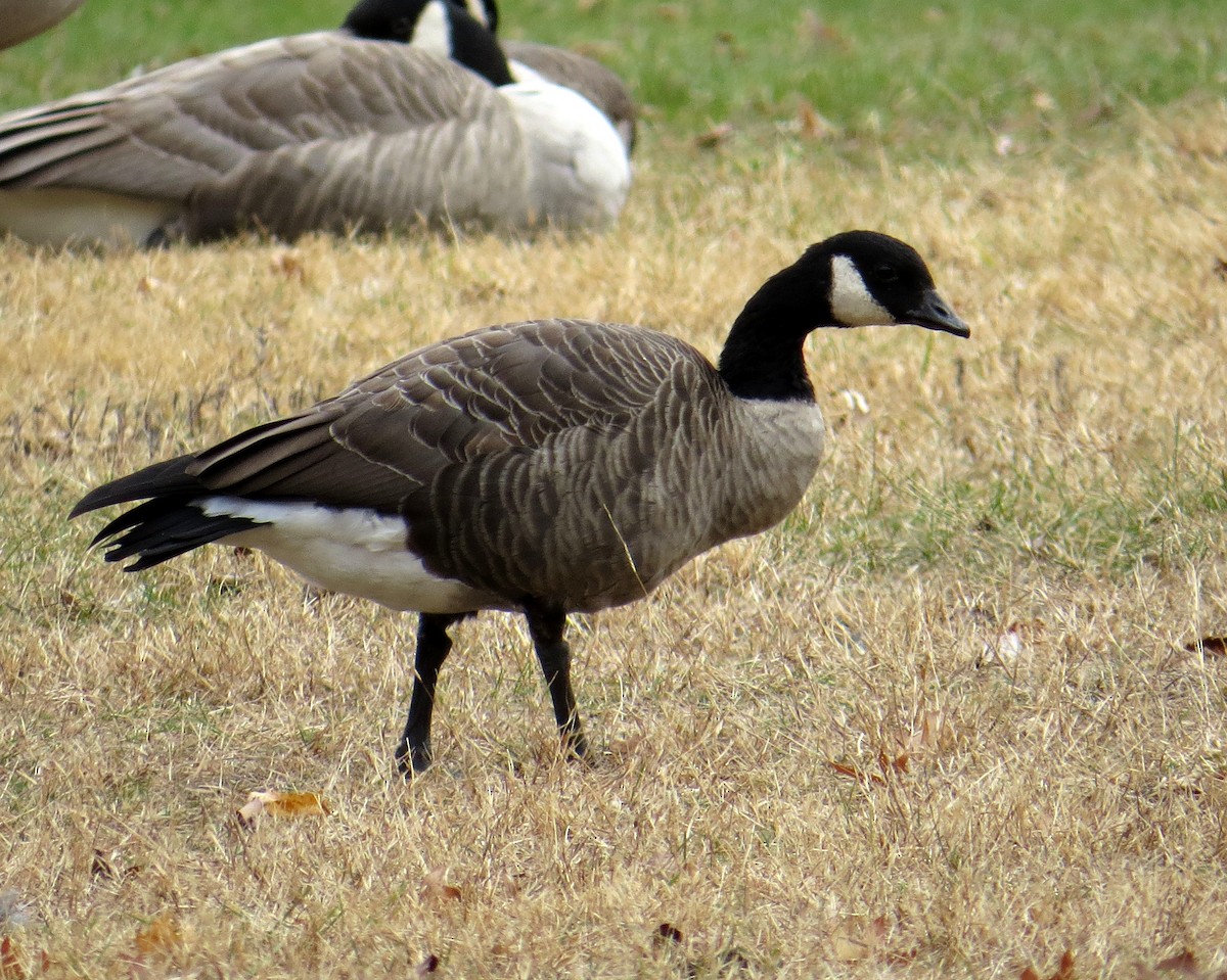 Cackling Goose - Pam Campbell