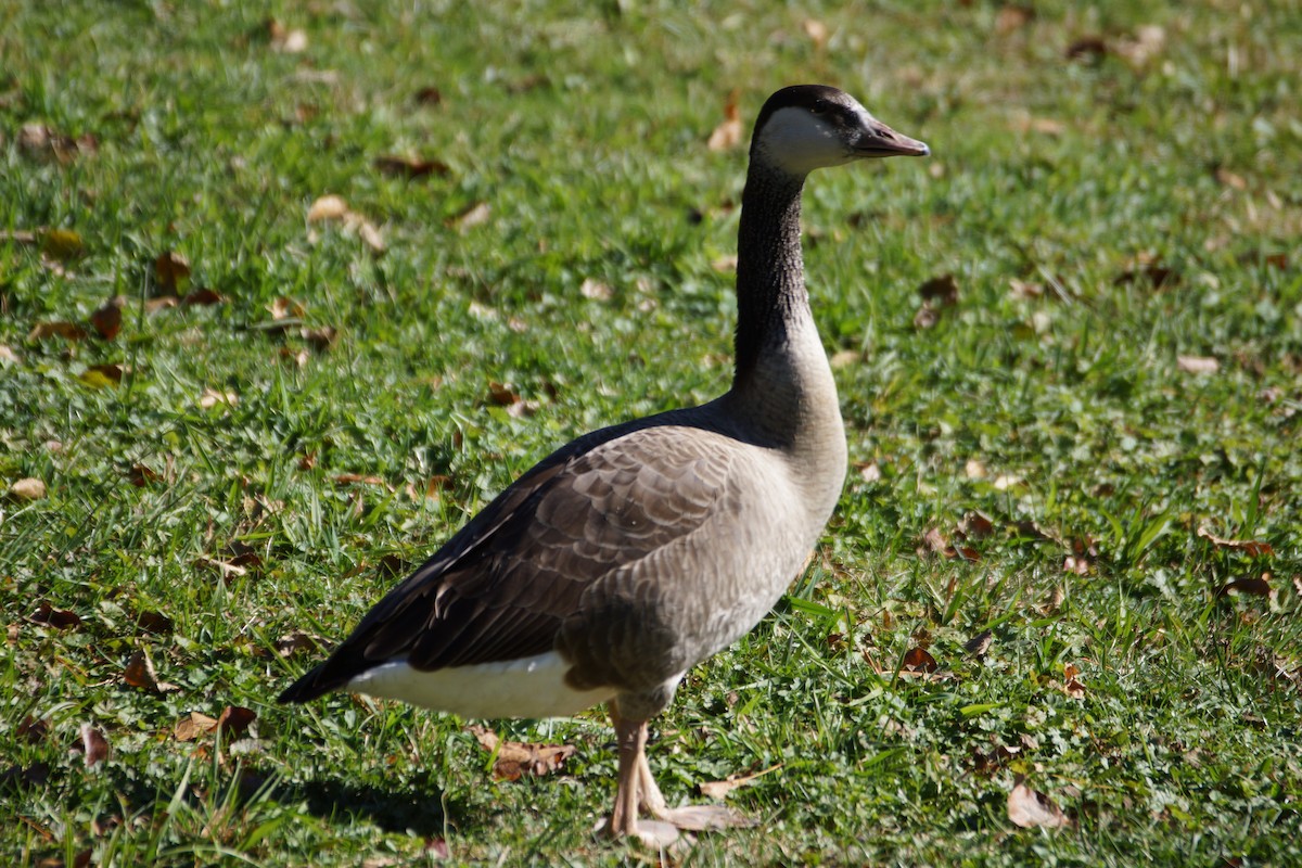 Graylag x Canada Goose (hybrid) - Maxwell Ramey