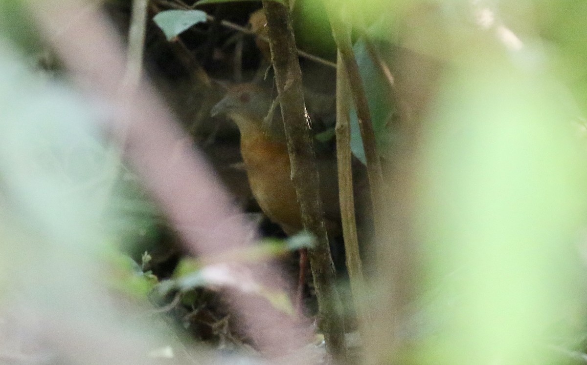 Russet-crowned Crake - John Bruin