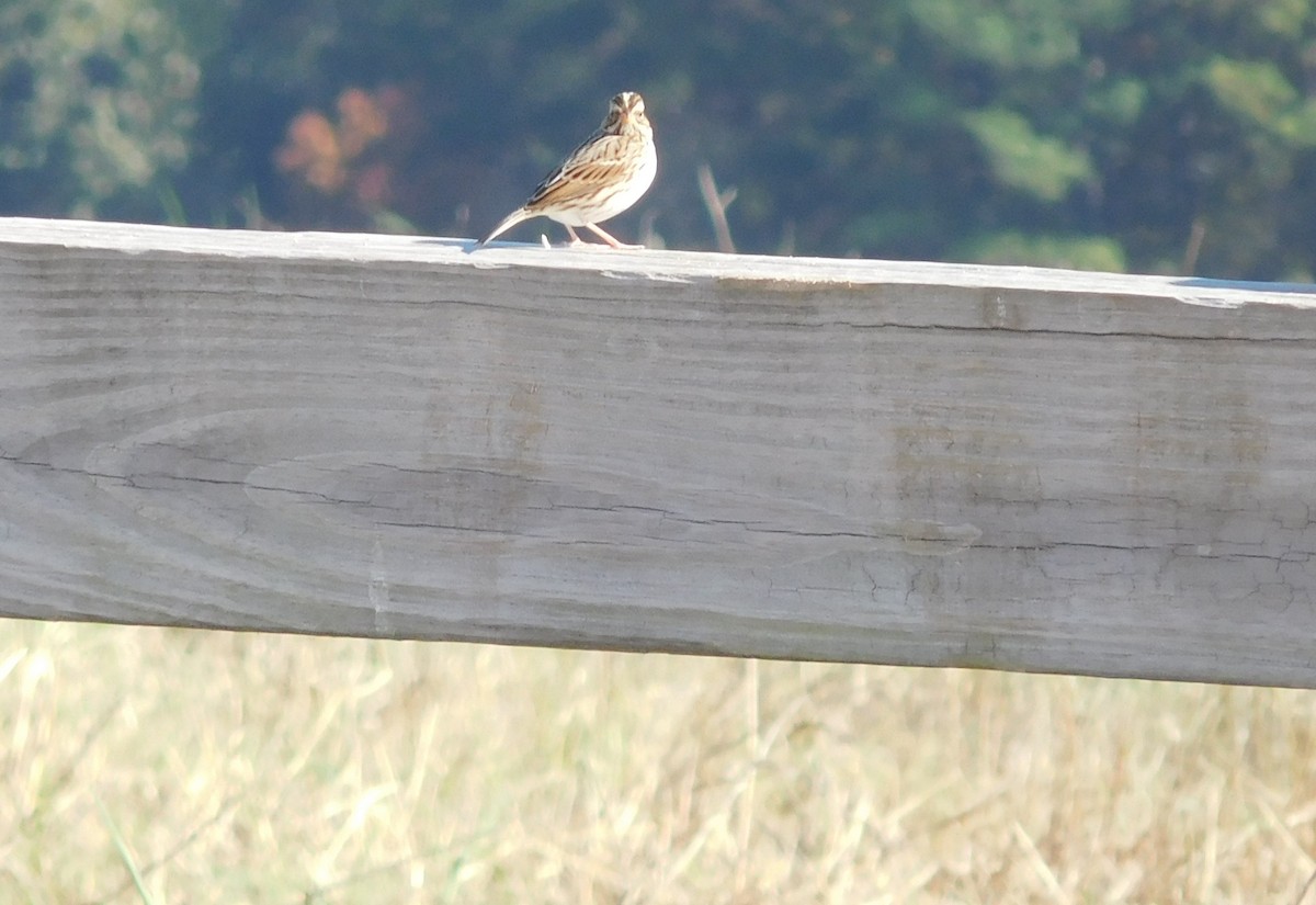 Savannah Sparrow - LynnErla Beegle