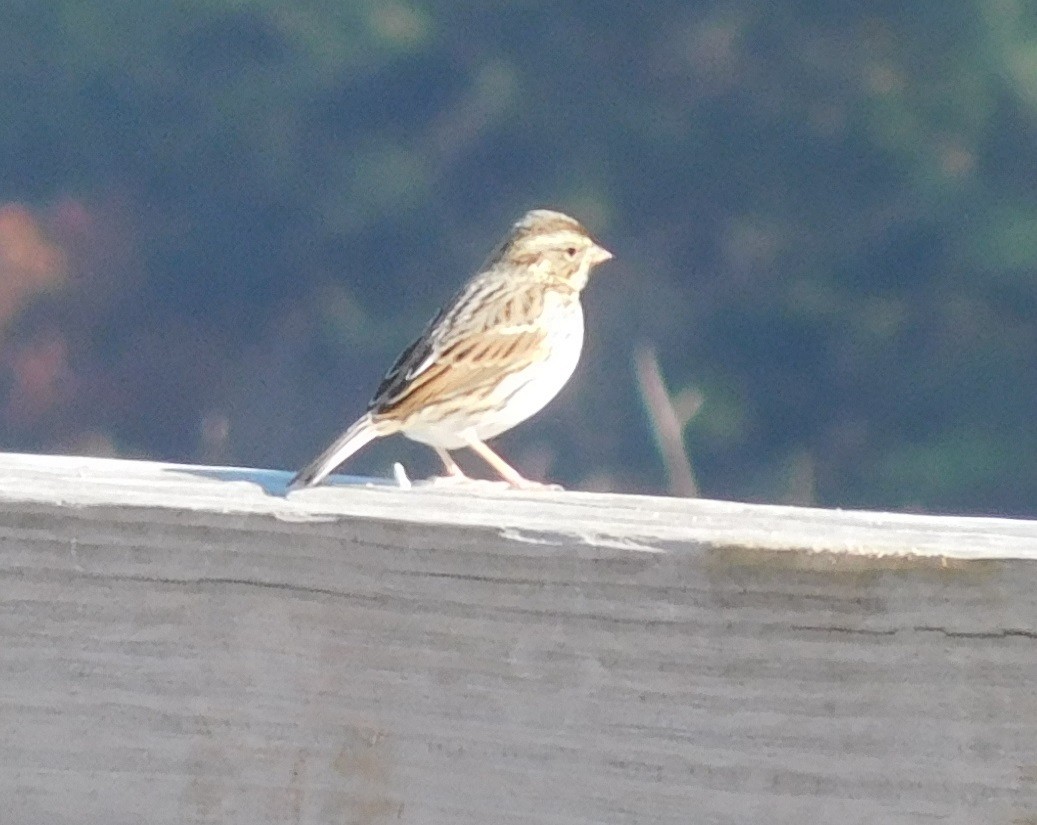 Savannah Sparrow - LynnErla Beegle