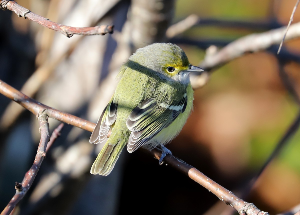 White-eyed Vireo - ML186022671