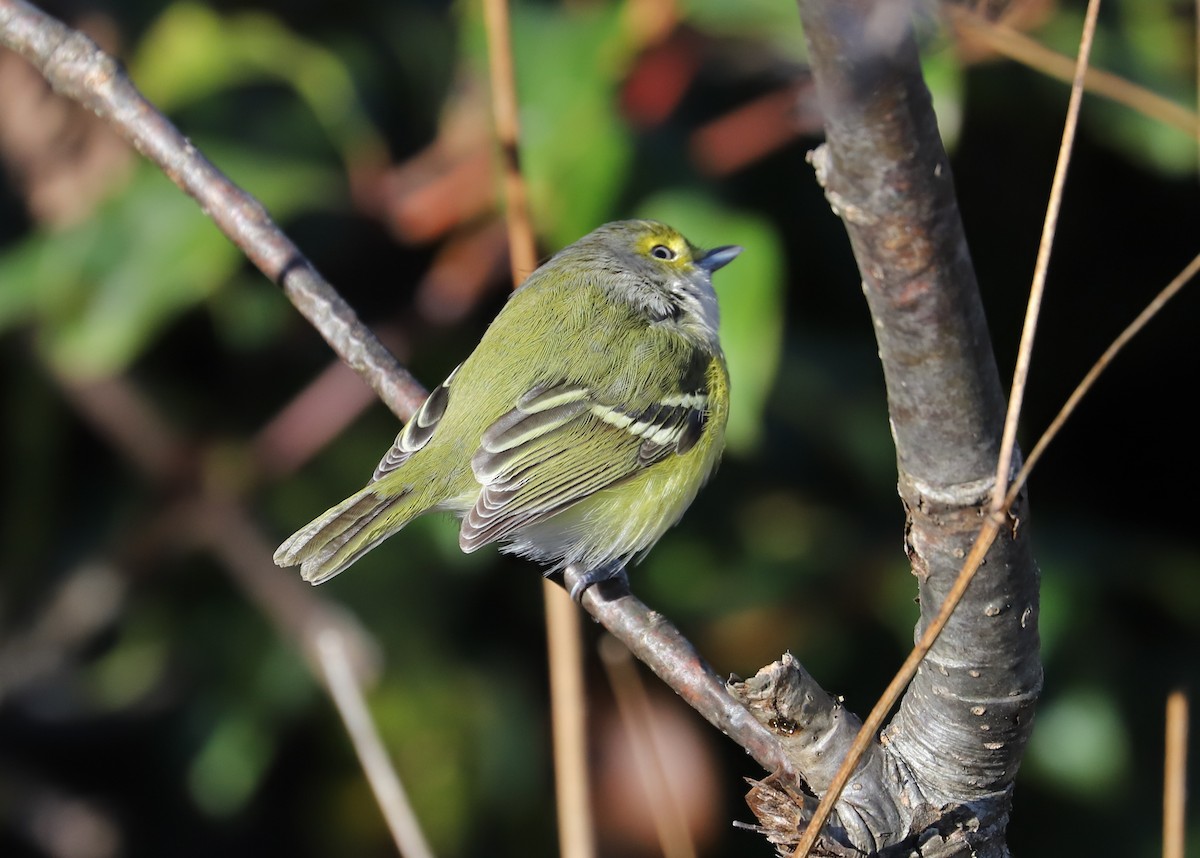 White-eyed Vireo - ML186022711