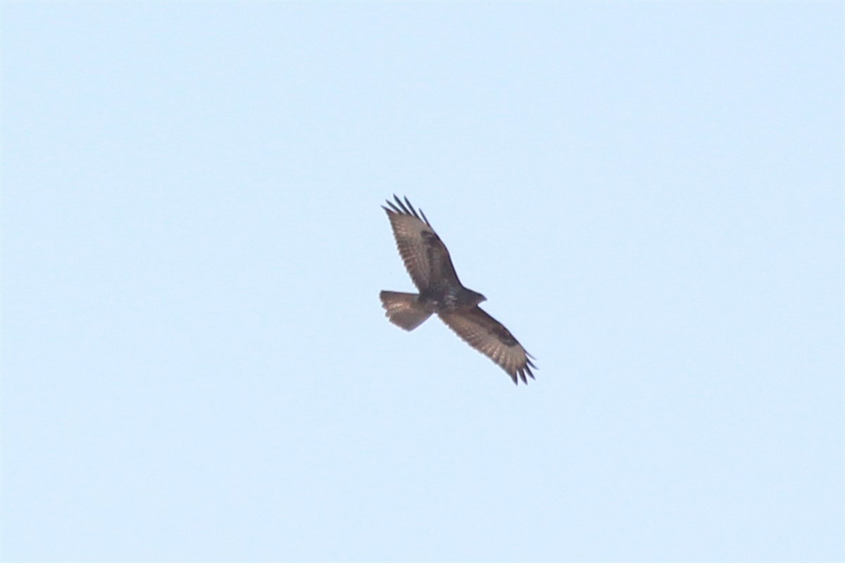 Common Buzzard - ML186022731