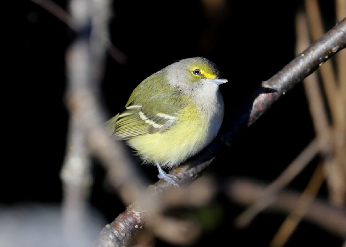 White-eyed Vireo - ML186022811