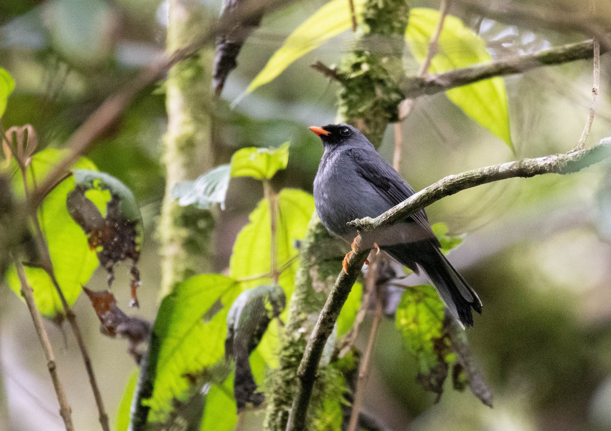 Black-faced Solitaire - Ryan Andrews