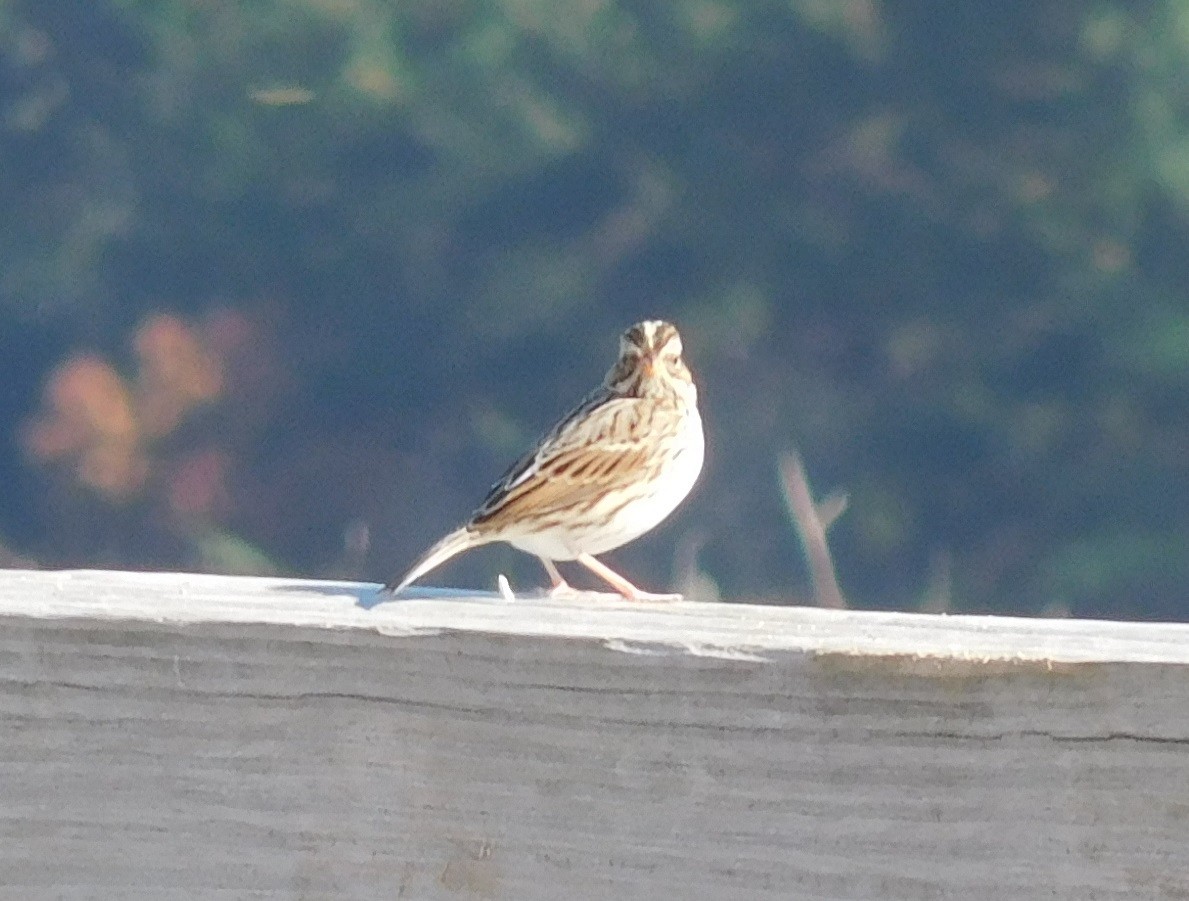 Savannah Sparrow - LynnErla Beegle