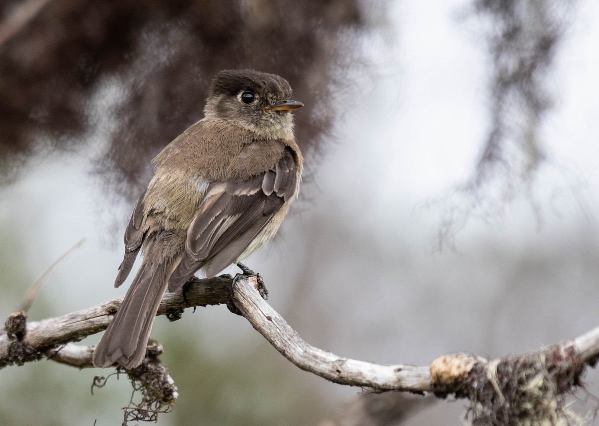 Black-capped Flycatcher - ML186025261