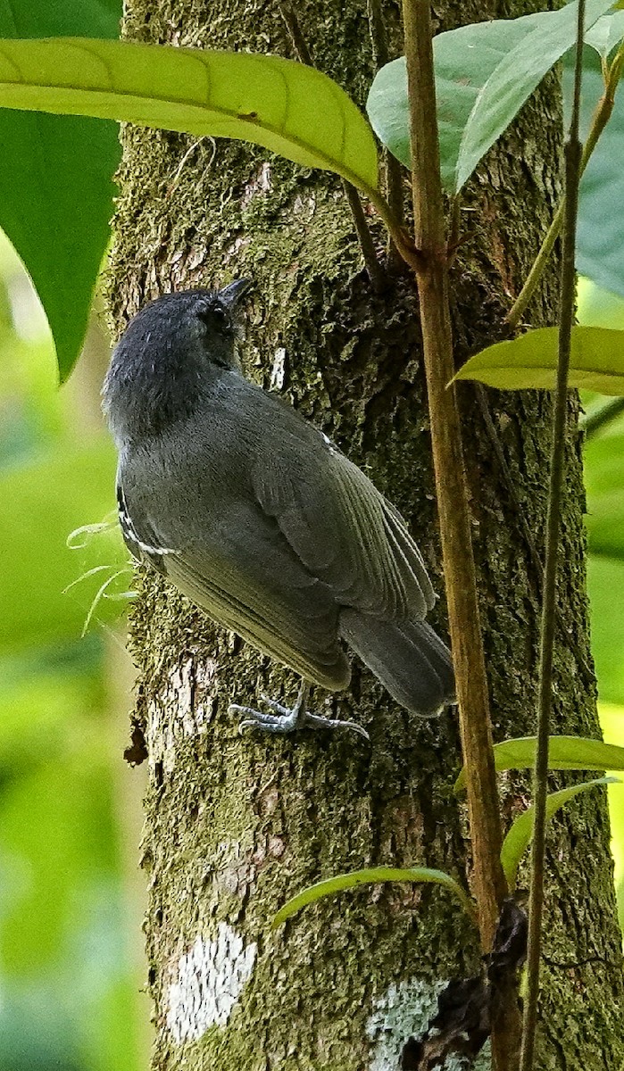 Plain Antvireo - ML186025371