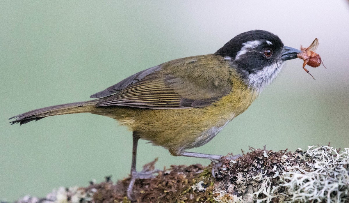 Sooty-capped Chlorospingus - Ryan Andrews